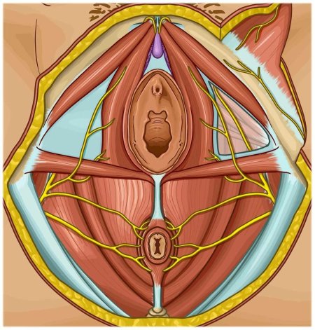 Анатомия женские половые органы