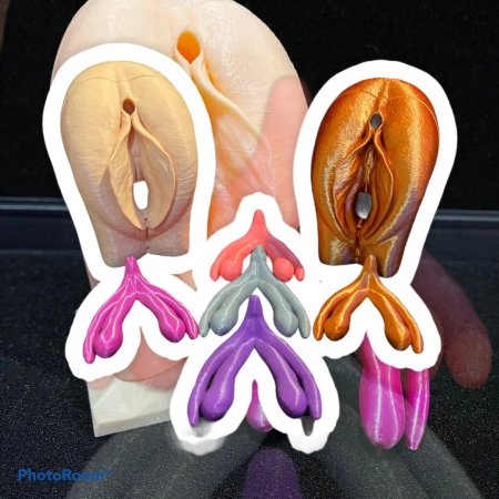 Макет женских половых органов