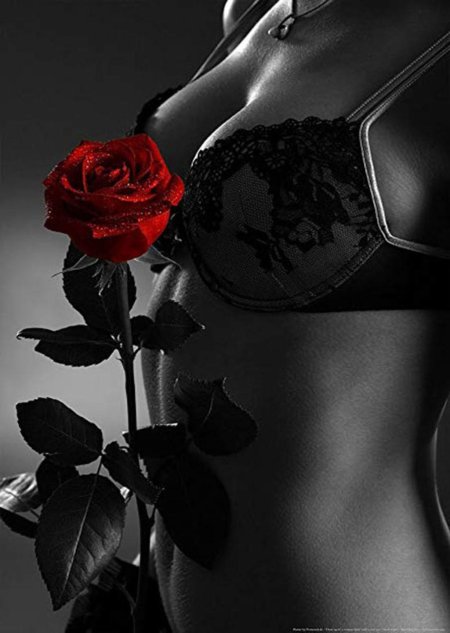 Роза красивая