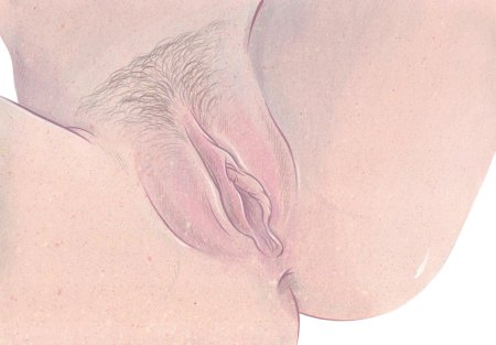 Женские гениталии