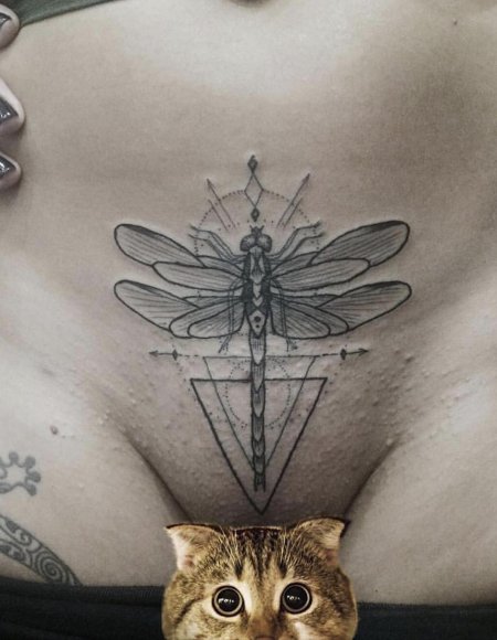 Котики милые