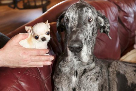 Немецкий дог