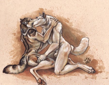 Волк и волчица любовь