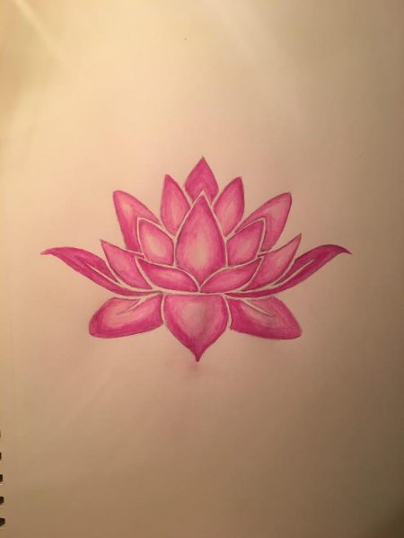 Лотос орехоносный нарисов