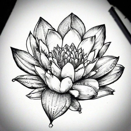 Лотос для срисовки