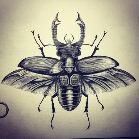 Жук рогач графика