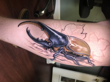 Жук носорог геркулес