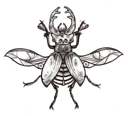 Жук олень раскраска