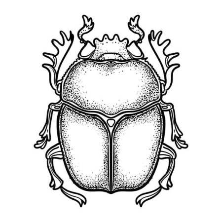 Scarabaeus sacer