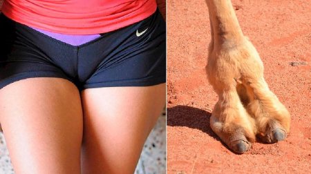 Копыта верблюда