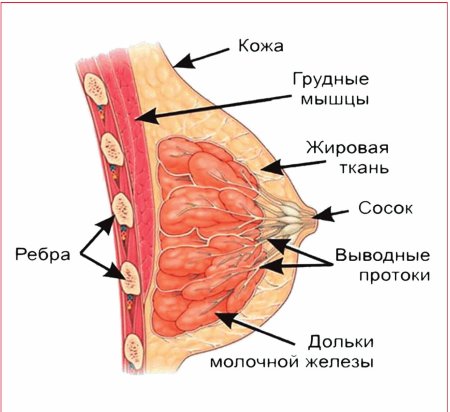 Из чего состоят грудные железы