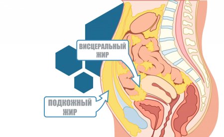 Висцерального жира