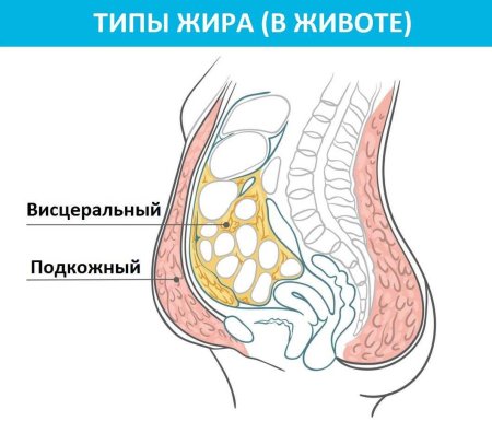 Висцерального жира