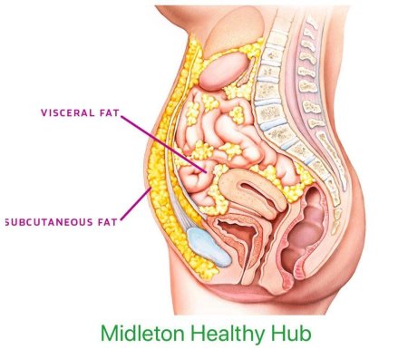 Висцерального жира
