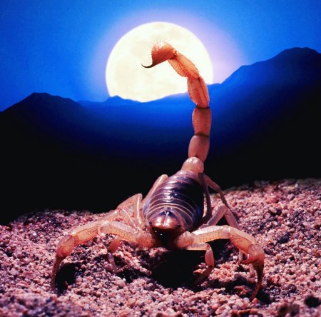 Ядовитые скорпионы