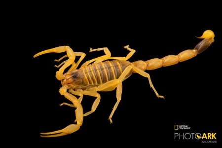 Желтый скорпион