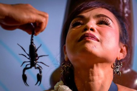 Королева скорпионов из тайланда