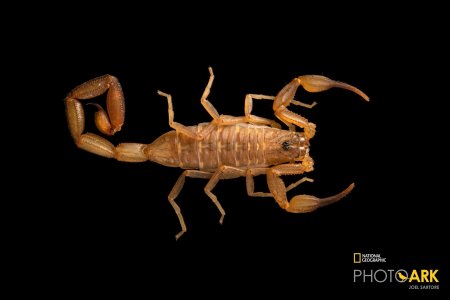 Скорпионы androctonus australis