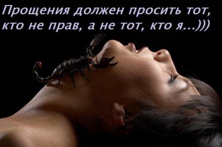 Скорпион красивый