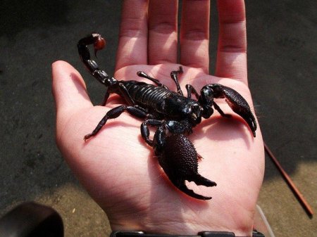 Heterometrus spinifer l