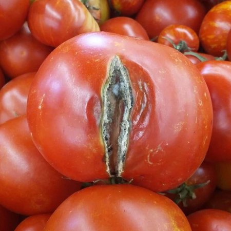 Растрескивание плодов томата