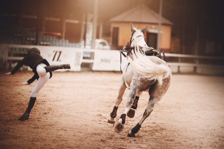 Конный спорт девушки