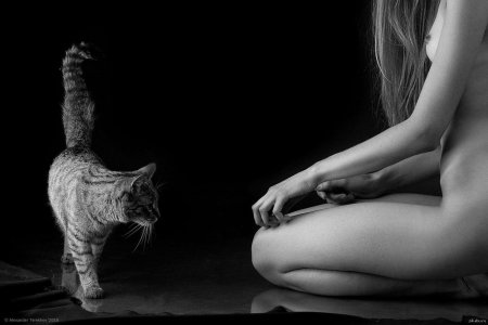 Кошка эротика