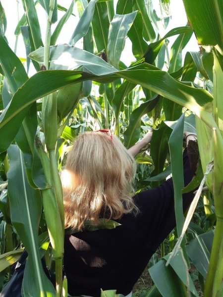 Початок кукурузы с волосами