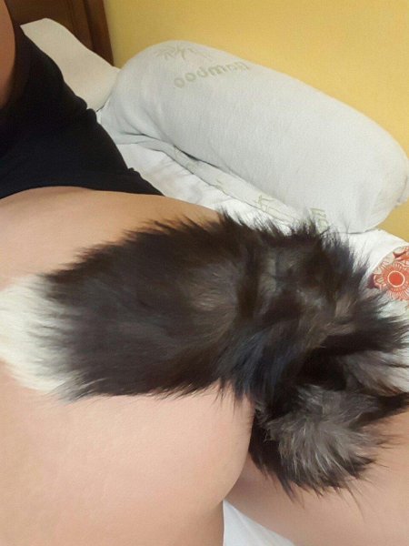 Хвост в жопе