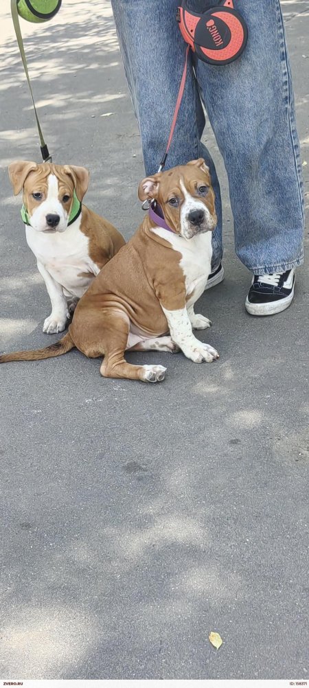 Американский стаффордширский терьер щенки