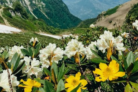 Красная поляна сочи горы рододендрон