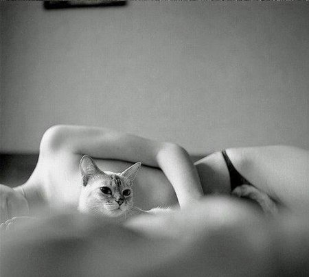 Кошка эротика