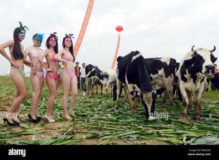 Телки коровы