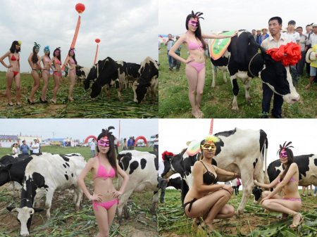 Порно коров