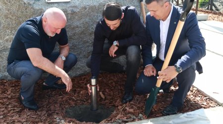 Сажаем деревья