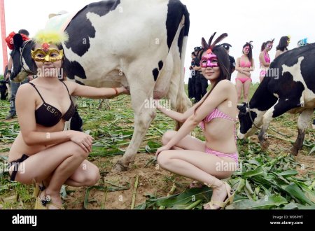 Телки коровы