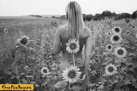 Девушка в подсолнухах эро