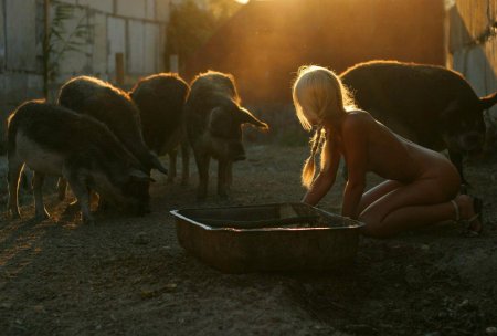 Свинья домашняя