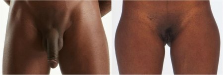 Мужские и женские гениталии