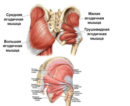 Большая ягодичная мышца