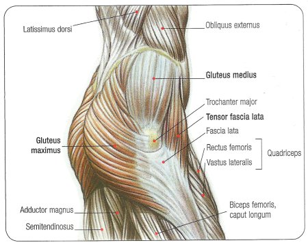 Строение ягодичных мышц