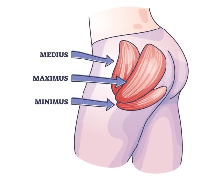 Ягодичные мышцы строение