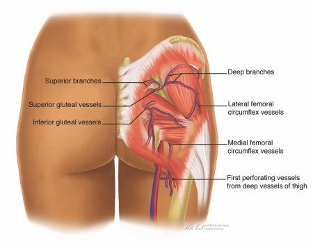 Nervus gluteus inferior
