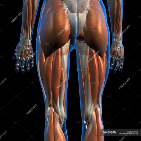 Женские мышцы ягодицы