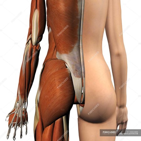 Женские мышцы