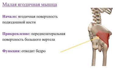 Средняя ягодичная мышца начало прикрепление функции