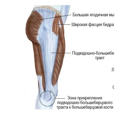 Мышца напрягающая широкую фасцию бедра функции
