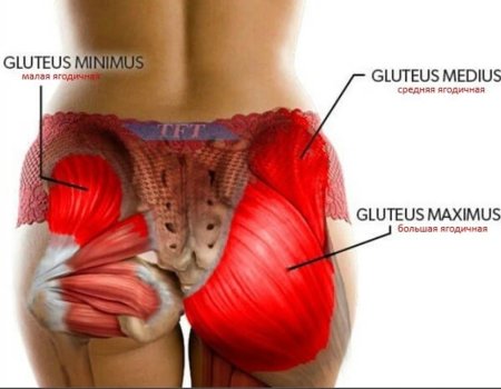 Большая ягодичная мышца m. gluteus maximus