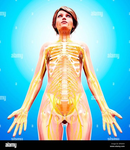 Строение тела женщины