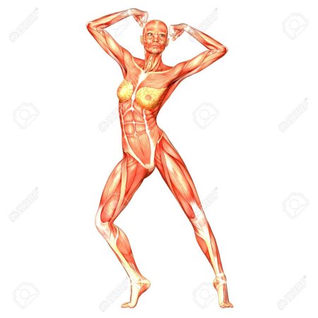 Строение мышц женщины